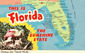 Vintage Postcard This Is The Sunshine State Florida Greetings From Tropical FL