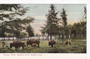 Washington Tacoma Buffalo In Point Defiance Park 1911