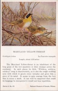 Maryland Yellow-Throat Bird National Museum of Canada Allan Brooks Postcard D49