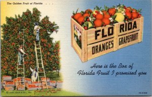 Florida Box Of Oranges I Promised You Curteich