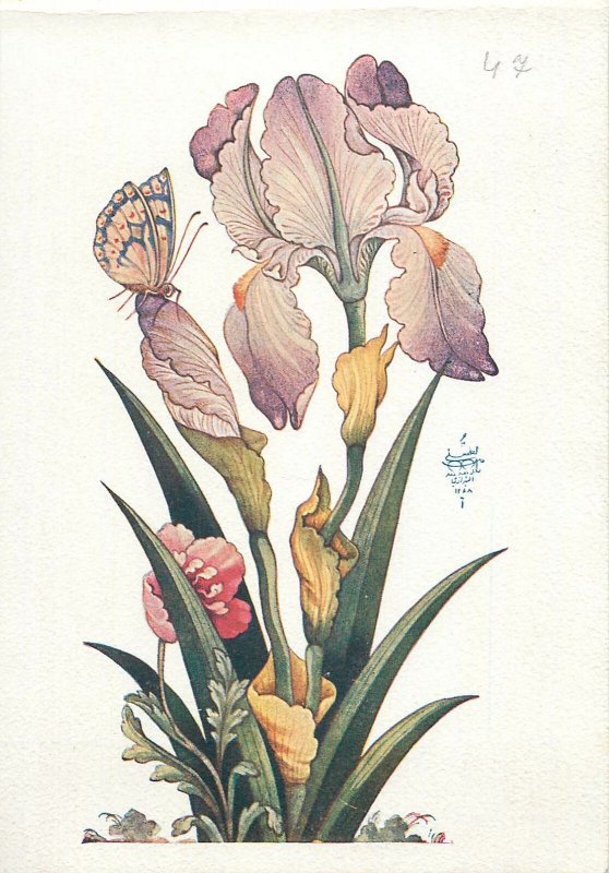 Iran miniature iris flower Postcard