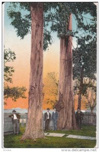 Men standing next to trees in front yard, 00-10s