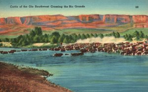 Vintage Postcard 1910s Cattle of the Ole Southwest Crossing the Rio Grande Texas