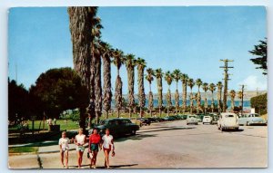 LA JOLLA, CA California ~ PALM TREES at LA JOLLA PARK c1950s Cars  Postcard