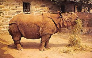 Indian Rhinoceros Unused 