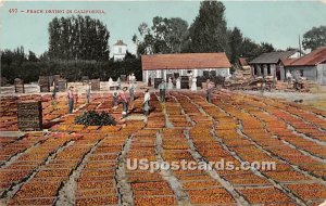 Peach Drying - MIsc, California CA Postcard