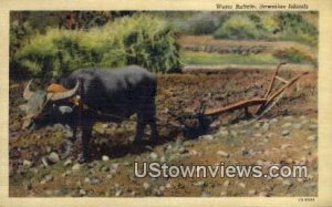 Water Buffalo - Hawaiian Islands s, Hawaii HI  