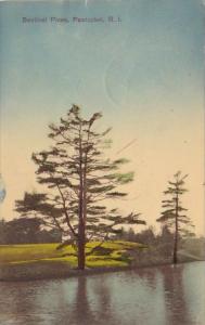 Rhode Island Pawtucket Sentinel Pines 1910