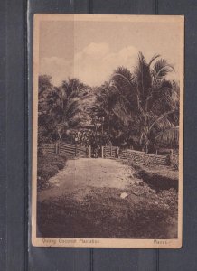PAPUA NEW GUINEA, MANUS, COCONUT PLANTATION, c1920 ppc., unused.