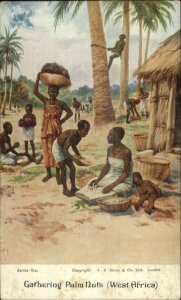 Ethnic Natives Gathering Palm Nuts in West Africa c1910 Postcard