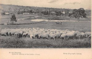 Sydney Australia Golden Fleece Sheep Ranch Vintage Postcard AA44996