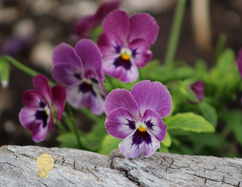 Handmade Postcard Set of 6, Duo Tone Purple Pansies And Rustic Wood