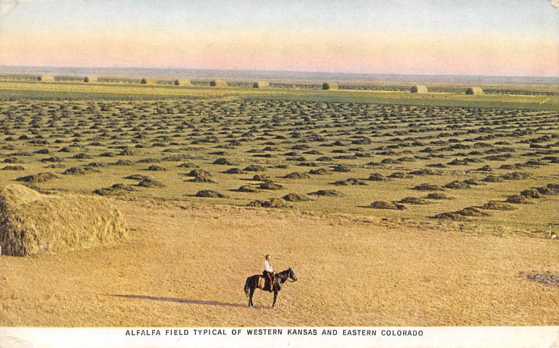 Alfalfa Hay Field Farming Typical Western Kansas Eastern Colorado postcard