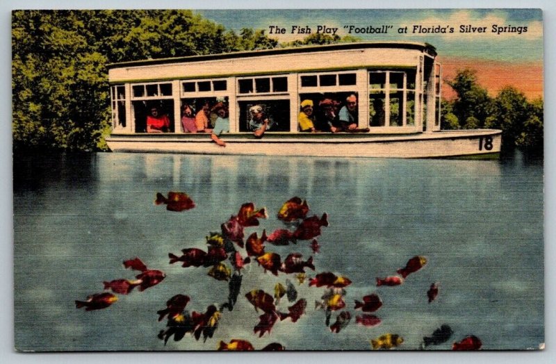 Florida's  Silver Springs    Postcard