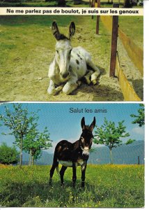 Funny donkeys Lot of two French modern photo postcards