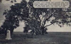 Lanier Oak - Macon, Georgia GA  