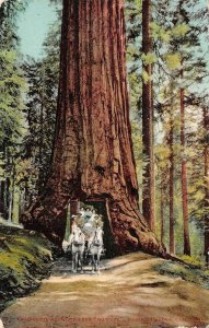 California Redwood Tree Wawona Mariposa Grove Yosemite c1910s Vintage Postcard