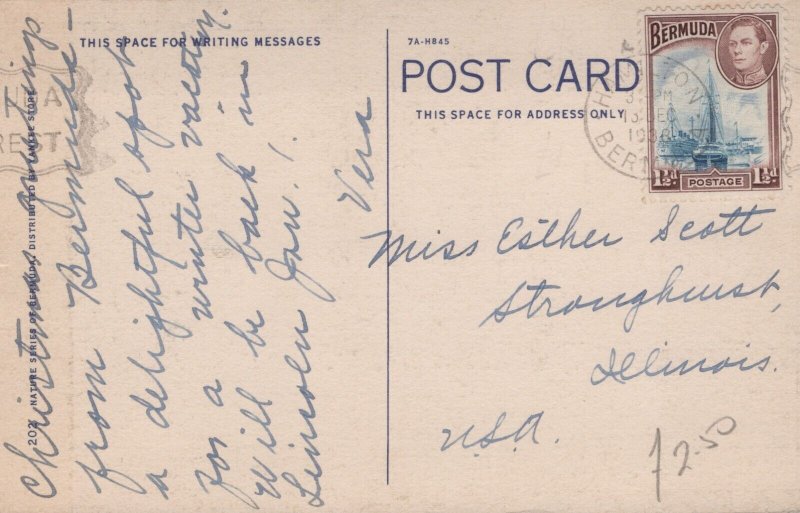 Bermuda Custard Apple Tree Elephant Ears Linen Postcard 05.32 