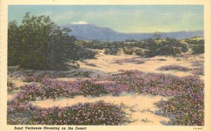 Willard Linen Postcard Sand Verbena Blooming in the Desert Near Palm Springs CA