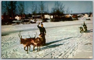 Fairbanks Alaska 1960s Postcard Reindeer Team And Sled at Chena