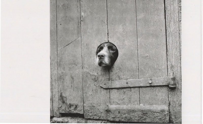 Springer Spaniel Dog Head Nose In Old Fence Award Photo Postcard