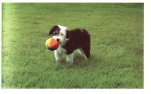 Vintage Postcard Northshore Animal League Abandoned Dog Saved Found Home