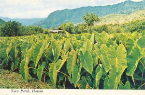 PC5294 Taro Patch Hawaii Unused Postcard