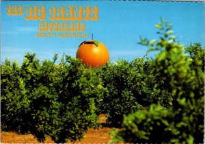 Riverland, South Australia  THE BIG ORANGE~Attraction  TREES  4X6 Postcard