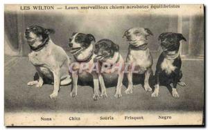 Postcard Old Dogs Dogs Dogs The Wilton acrobats Equilibrists Nona Chita Mouse...
