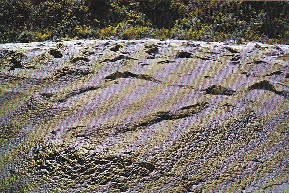 New Zealand Frog Pond Boiling Mud Whakarewarewa Rotorua