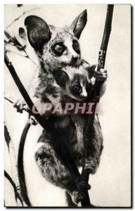 Old Postcard Lemur Monkey