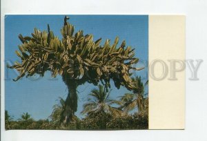 456834 USSR 1970 year CUBA cacti postcard
