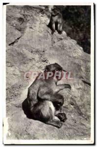 Old Postcard Monkey Blida An old accustomed Creek monkeys