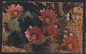 Desert Hedgehog Cactus sometimes called Strawberry Cactus Flower pm1948 Chrome