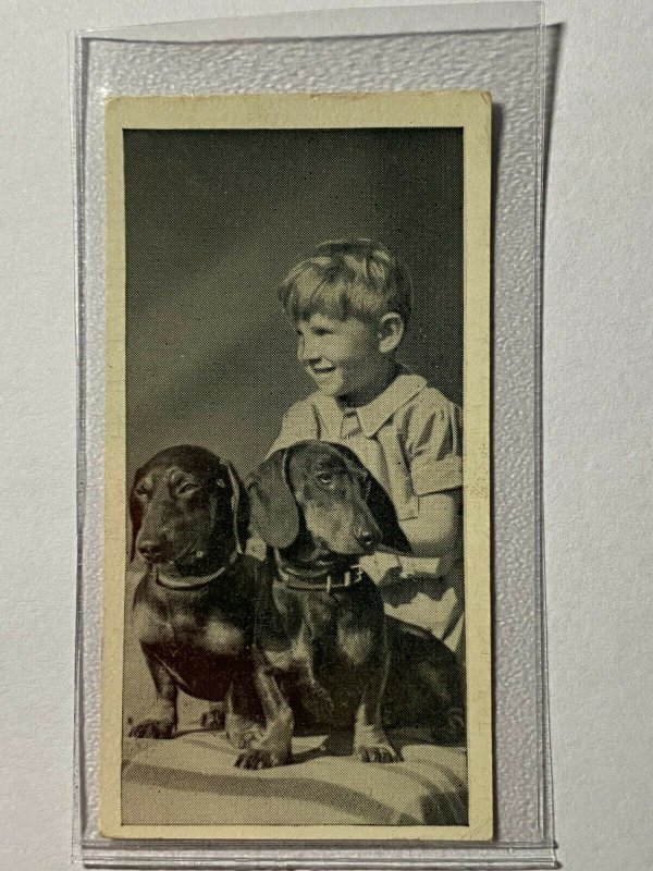 CIGARETTE CARD - CARRERAS DOGS & FRIEND #46 THE DACHSHUND  (UU243)