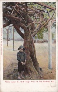 California San Gabriel Young Boy Under The Old Grape Vine