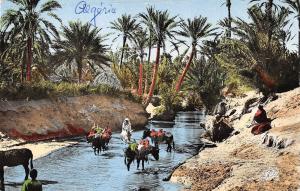 BR47156 Scenes et types un oued dans l oasis     Algeria