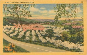 California Flowers in Field, Blossomtime Linen Postcard Unused