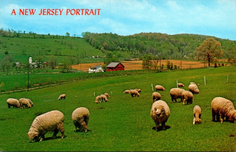 New Jersey Warren County Sheep At Pasture Near Asbury