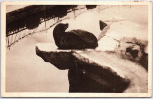 VINTAGE POSTCARD CALIFORNIA SEA LION AT THE QUEBEC ZOOLOGICAL GARDEN CANADA