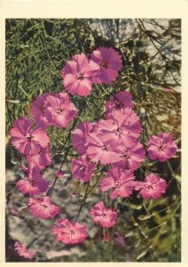 Postcard Flowers caryophyllaceae Dianthus Caryophyllus silvester Wilde Nelke oil