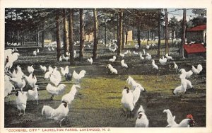 Cockerel City Laurelton Farms Lakewood, New Jersey  
