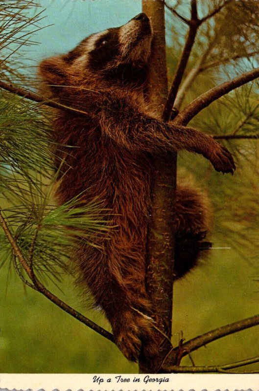 Georgia Raccoon Up A Tree In Georgia