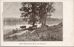 Shade Saskatchewan River near Edmonton Alberta Cattle Cows AB Alta Postcard H59