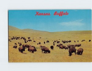 Postcard Kansas Buffalo, Kansas