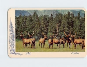 Postcard Elk, Canadian Rockies, Canada