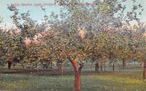 Yellow Newton Apple Willamette Valley Oregon 1910c postcard