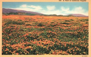 Vintage Postcard A Field of California Poppies Flower Garden Western Publishing