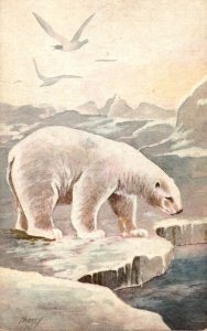 Polar Bear Thalarctos Maritimus