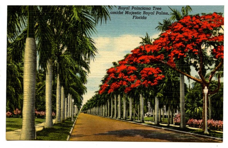 FL - Royal Poinciana Tree & Royal Palms